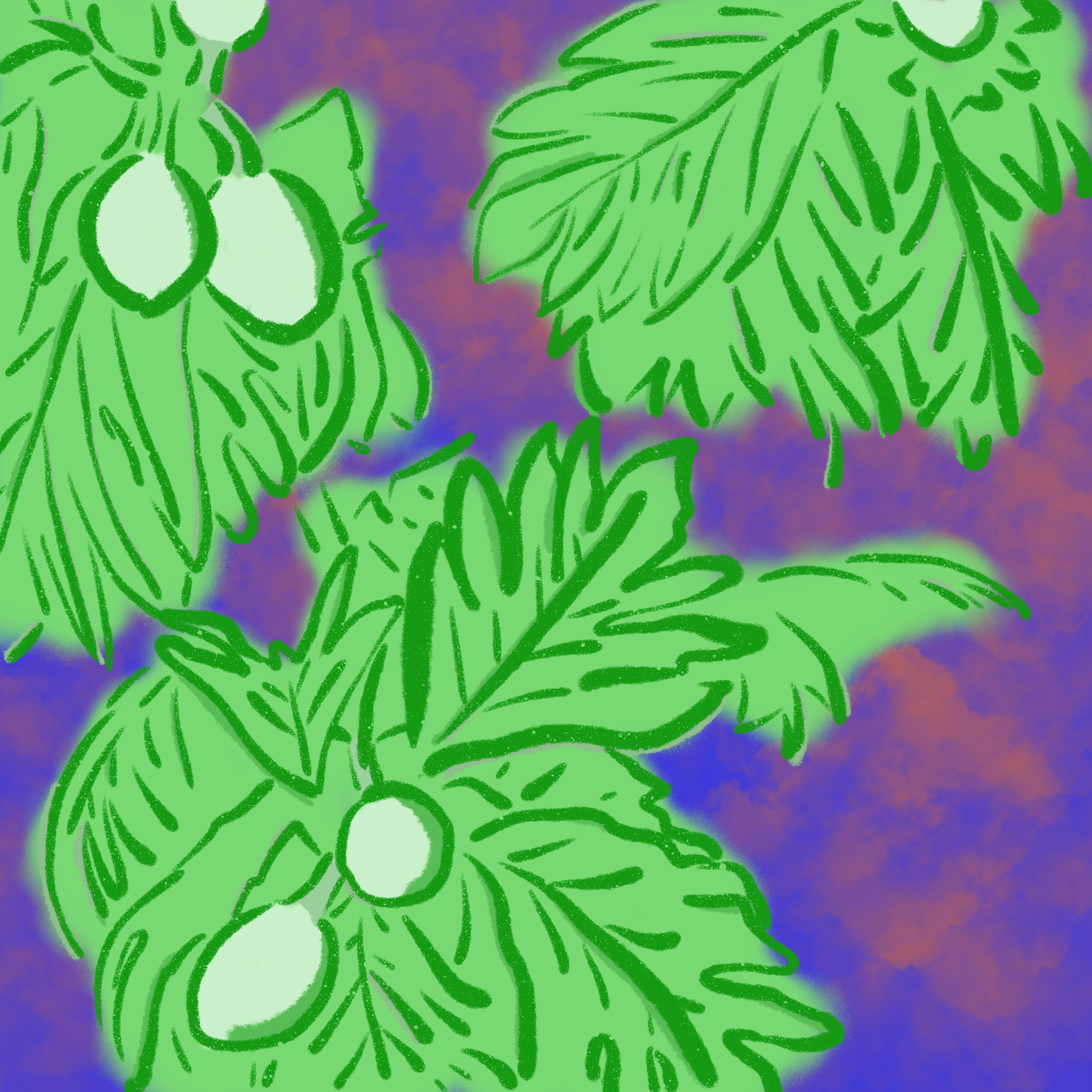 breadfruit drawing