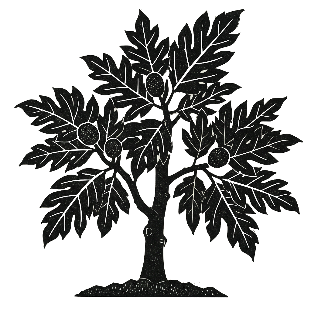 breadfruit drawing